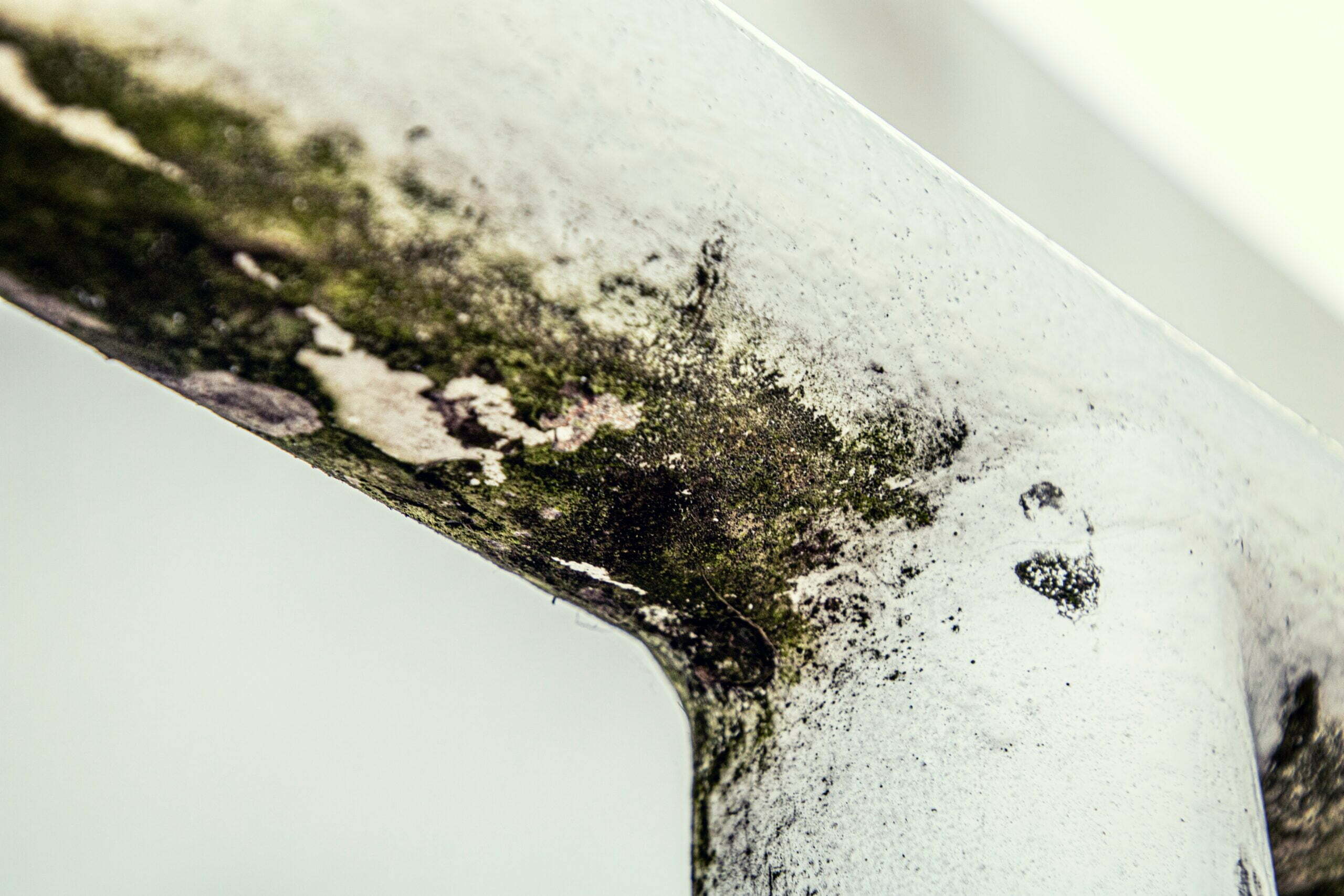 A closer look into mold