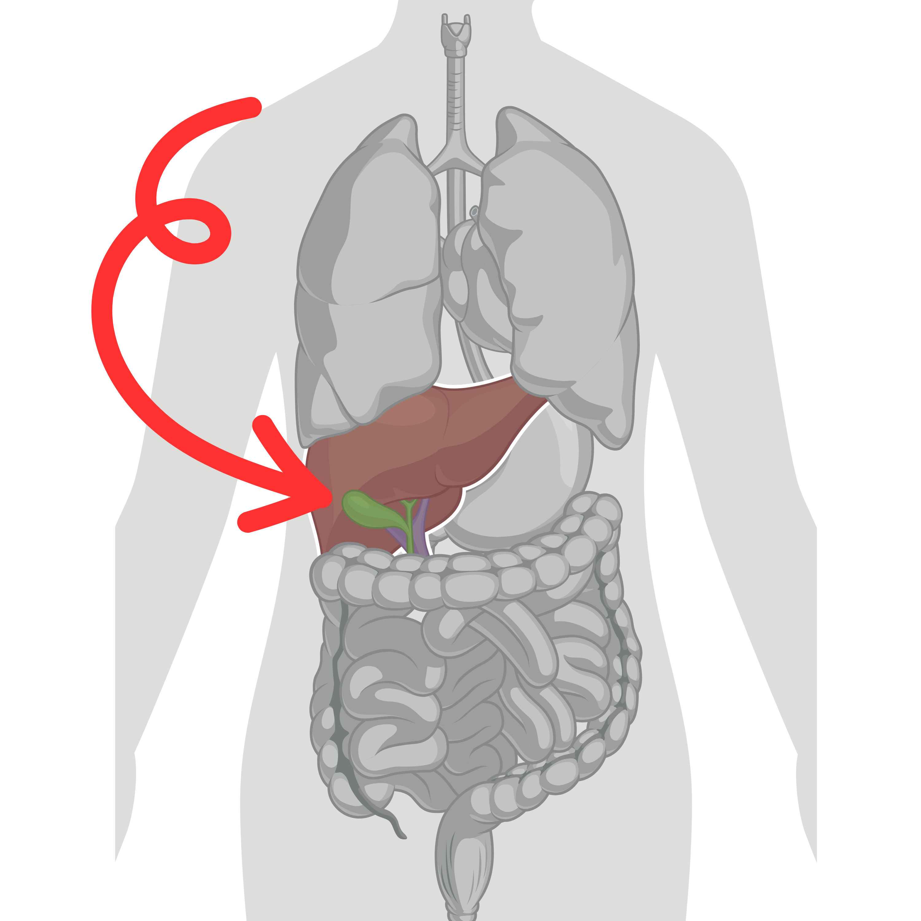 The Gallbladder: A Vital Organ for Healthy Digestion and Detoxification